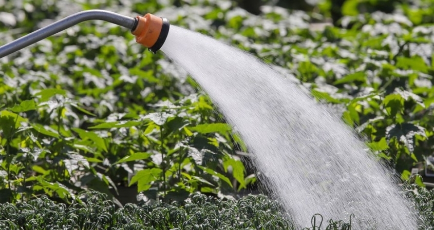 A close-up image of an irrigation system providing water to a field of vegetables.